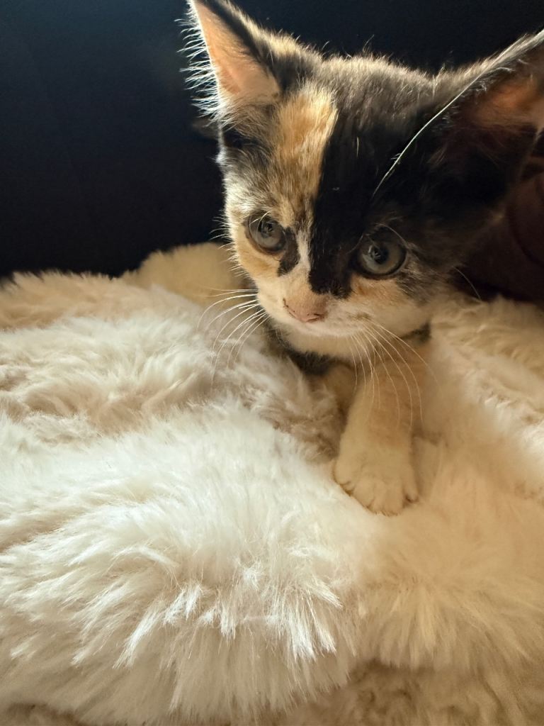 Mixed breed kitten 
