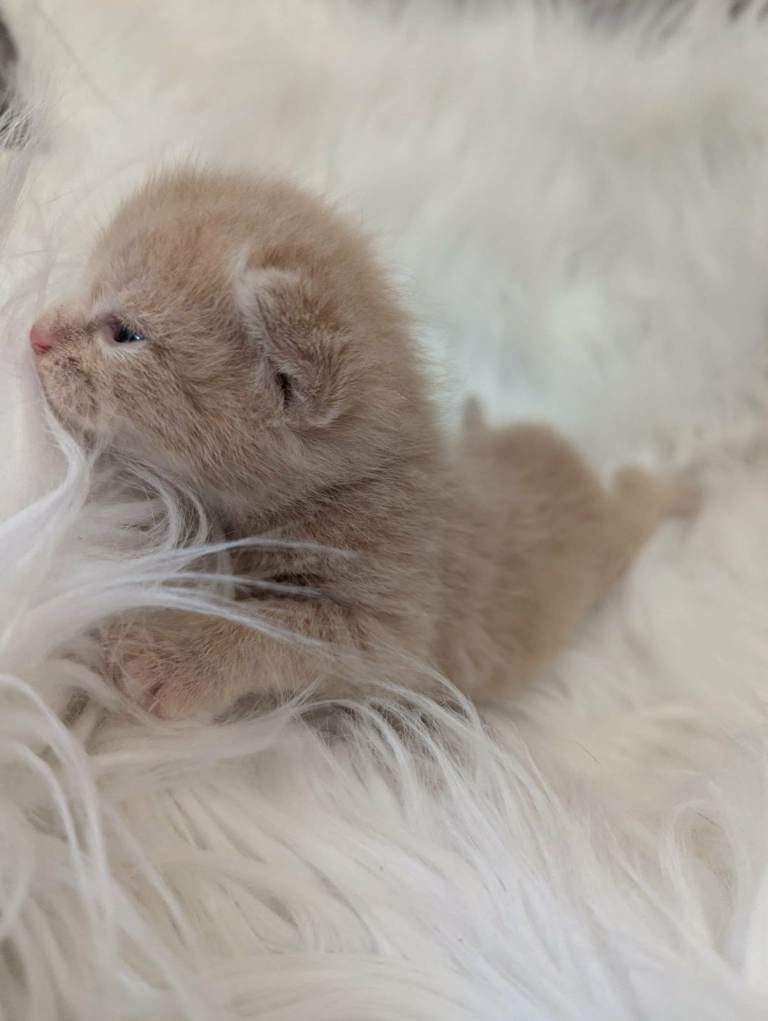 Pretty kittens.....British Blue x Calico half Bengal  Prices Vary