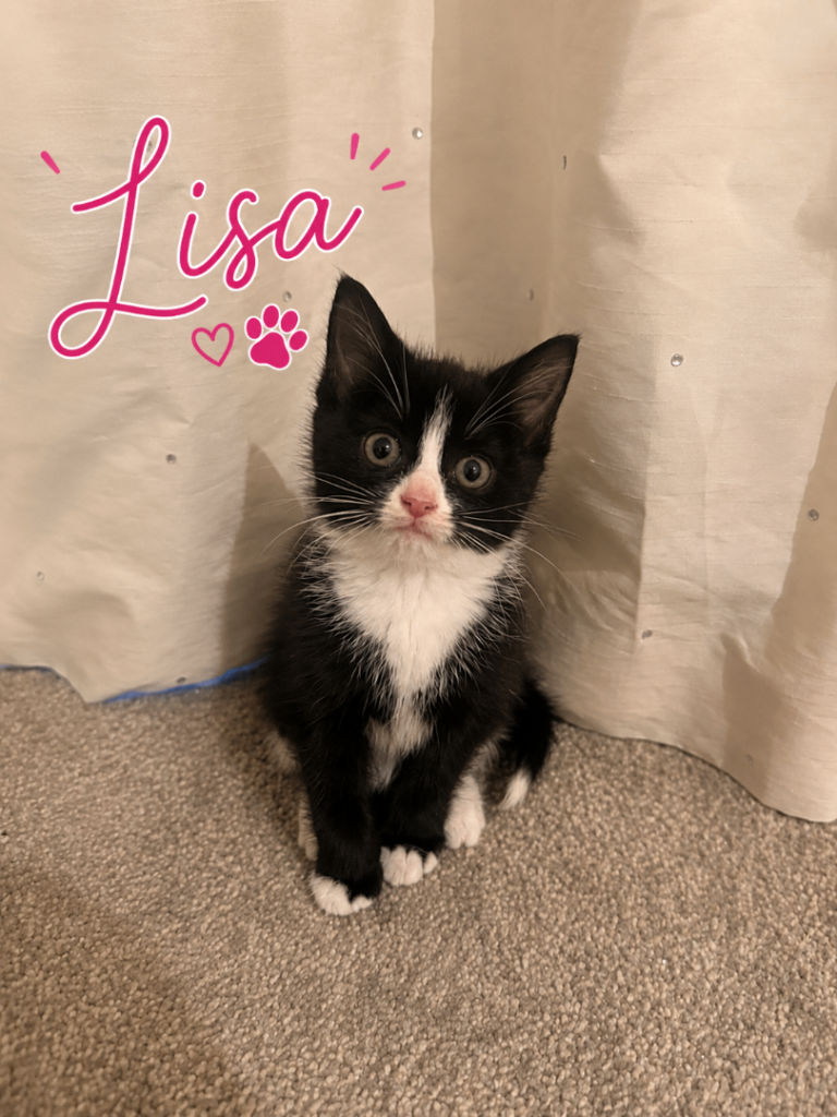 Tuxedo kitten Lisa 