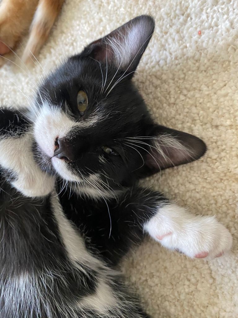 Beautiful Black & White kitten for sale