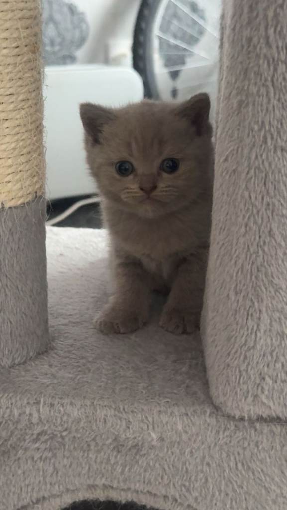 British shorthair kittens