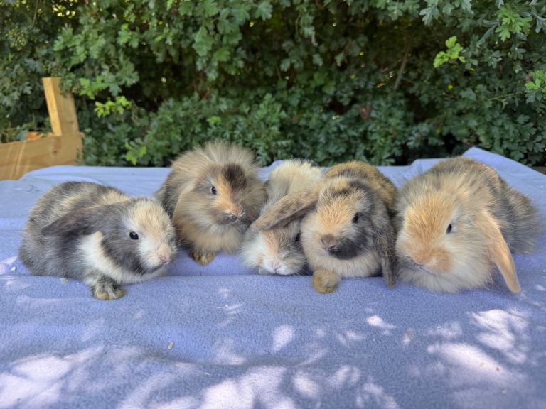 Mini lop babies