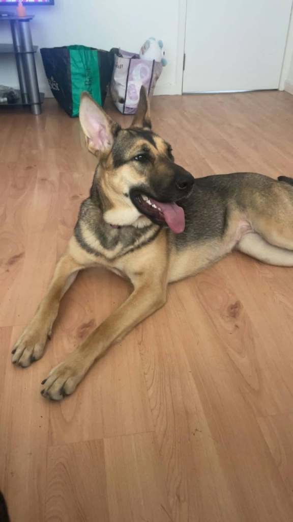 German shepherd | in Arbroath, Angus | Gumtree