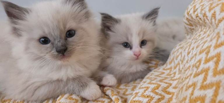 Beautiful Blue Point Ragdoll Kitten (Girl) – Ready to Reserve