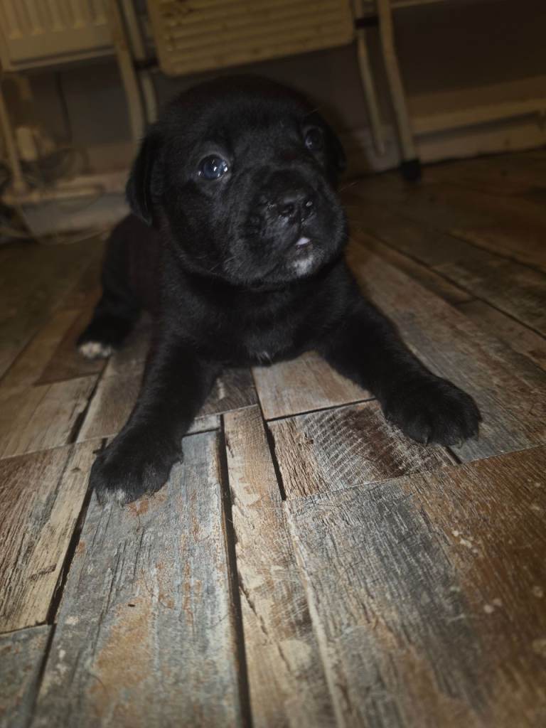 Adorable  Dogue de bordeaux x Cane Corso Puppies Looking for Loving Homes