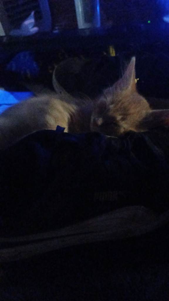 Adorable Ginger Kitten Looking for a Loving Home