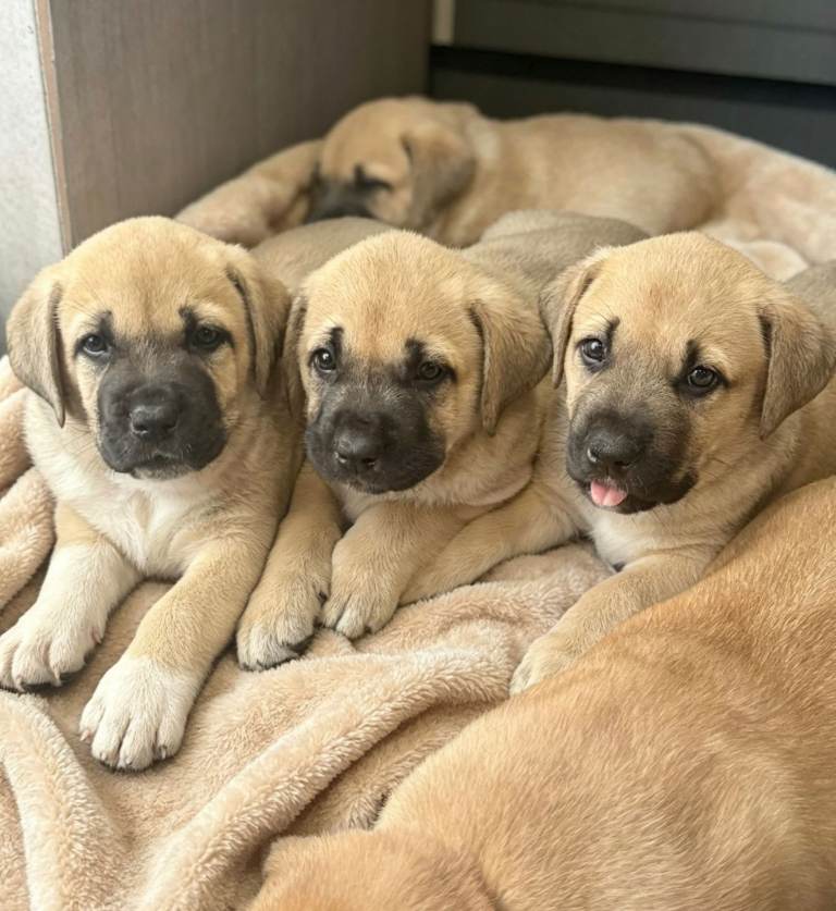  READY TO LEAVE. OUTSTANDING,  TURKISH KANGAL/ALAPAHA BLUE BLOOD BULLDOG