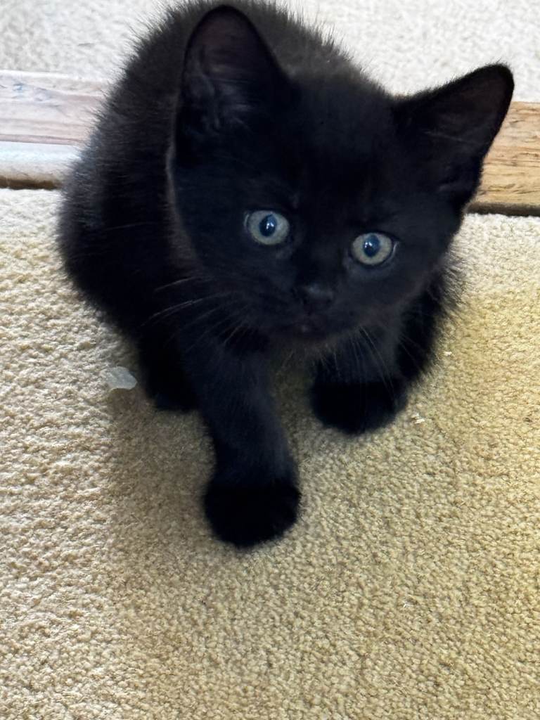 5 Beautiful kittens looking for a forever home
