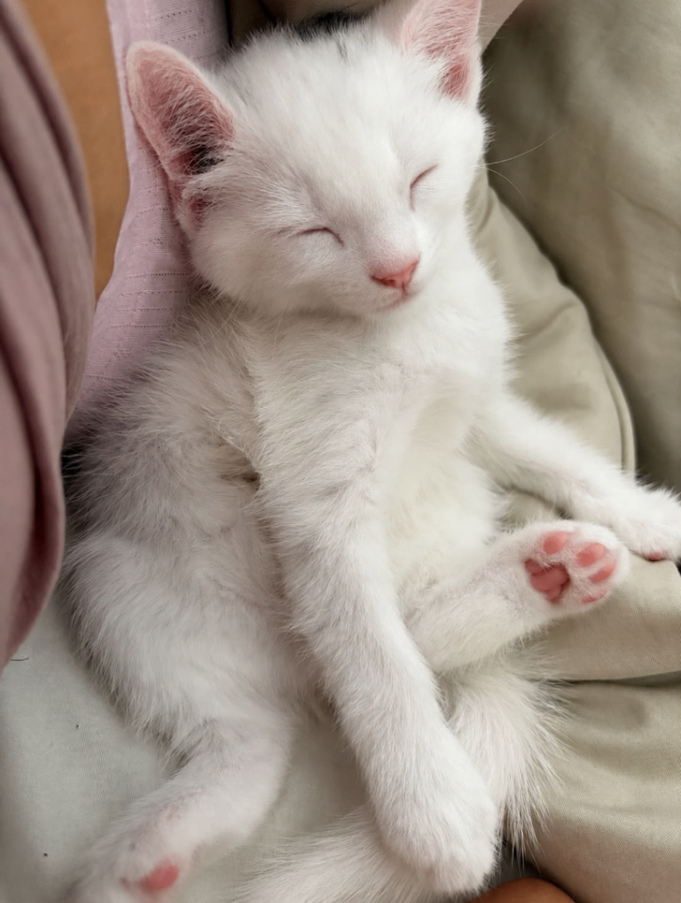 Beautiful Russian White Kittens Ready to go – 2 Females & 1 Male 