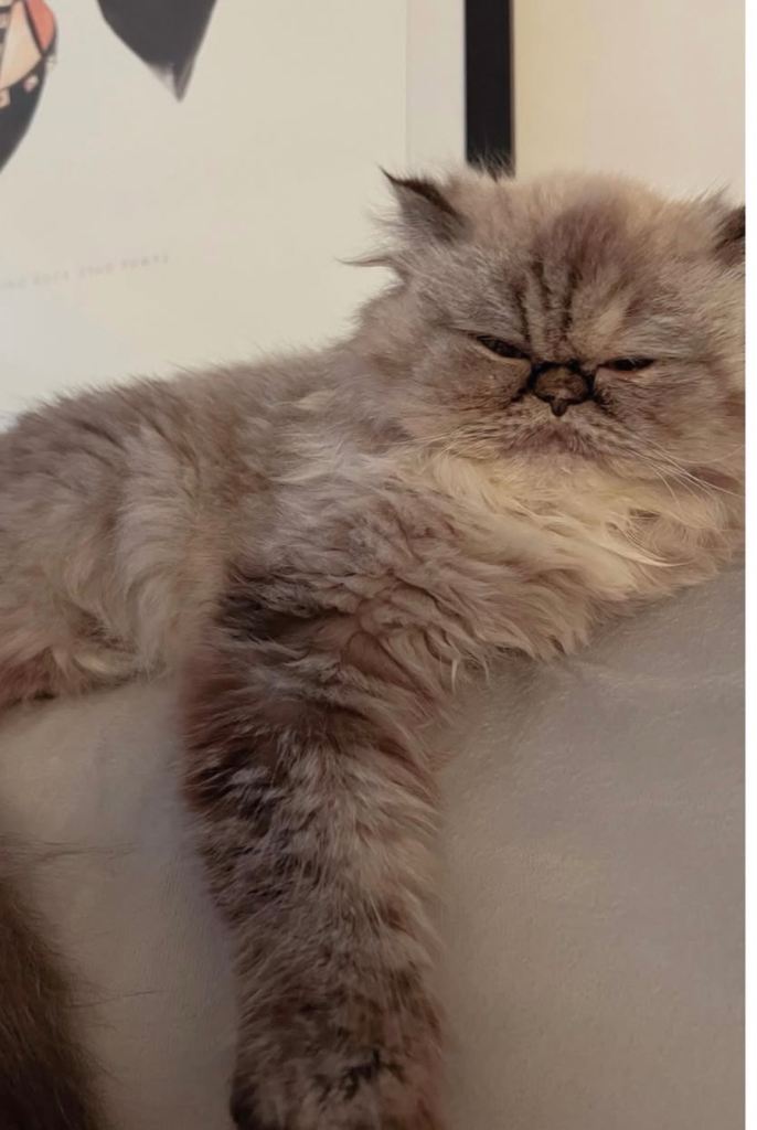 Persian Himalayan point girl