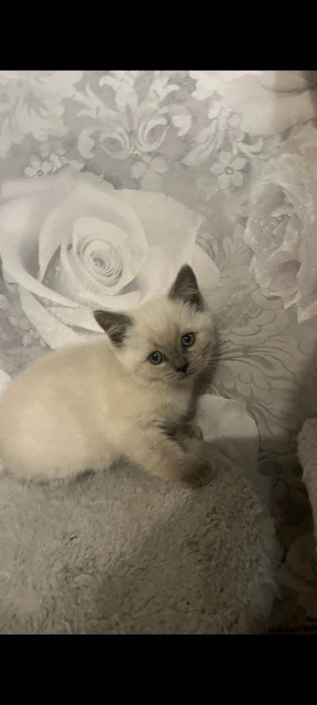 British Shorthair x Ragdoll last kitten
