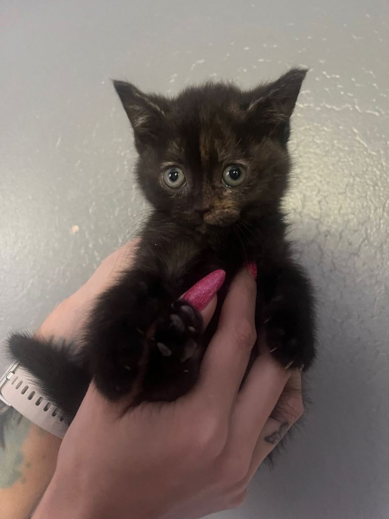 British shorthair cross 