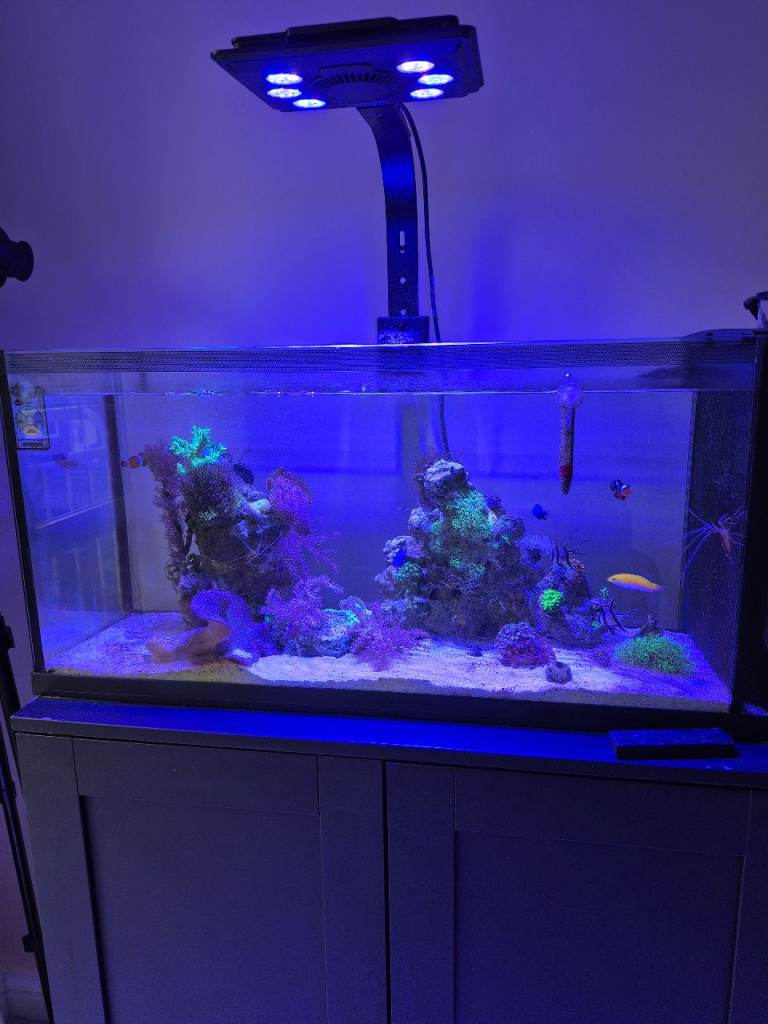 First Wave 78L Reef Aquarium