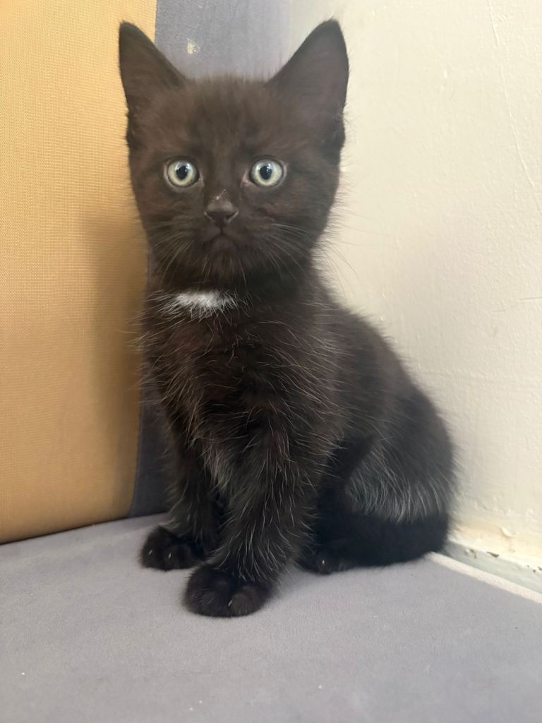 Fluffy Maine coon mixed kittens