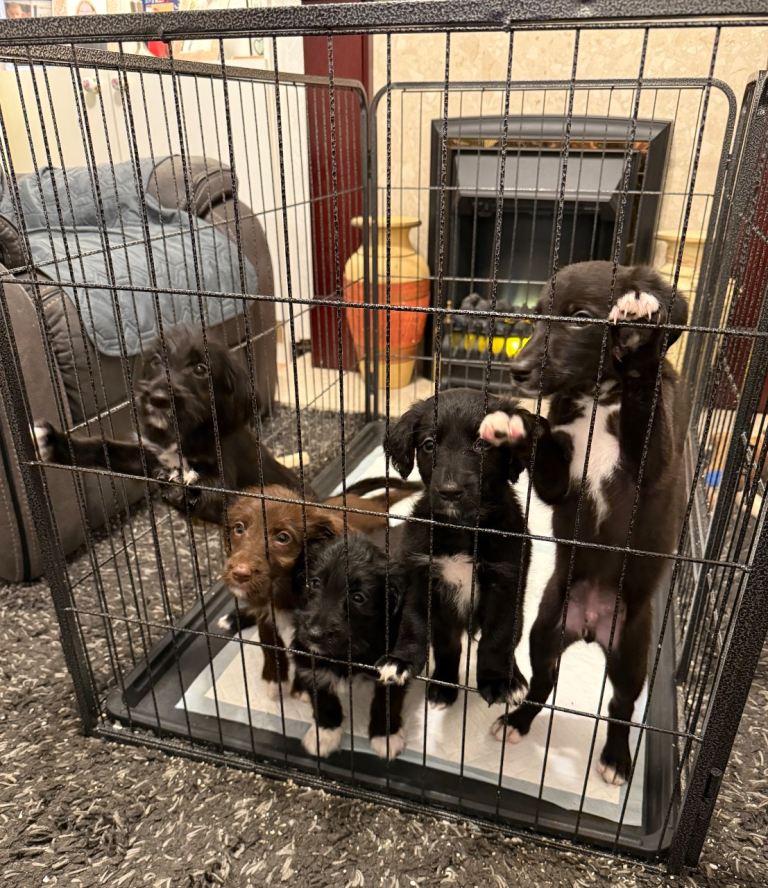 Mixed breed puppies for sale. Good homes only