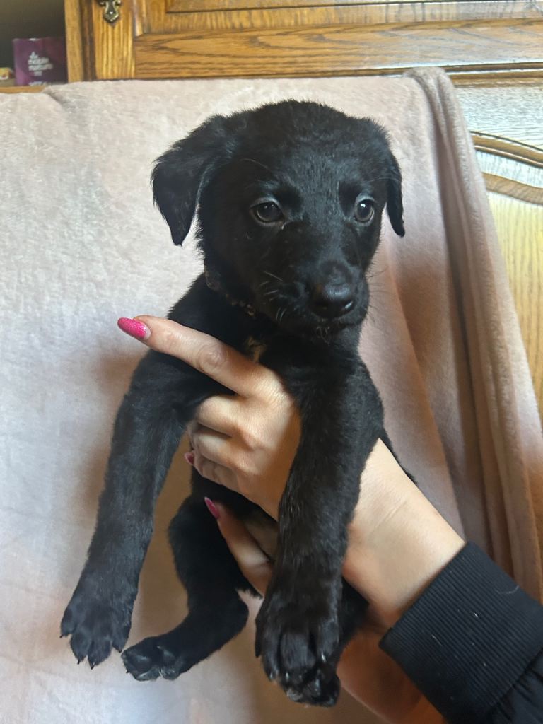 German Shepherd x Labrador puppies for sale 🐾