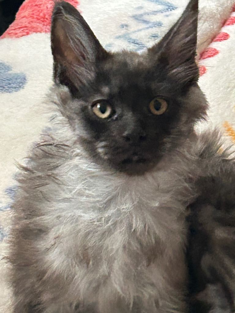 2 beautiful mainecoon kittens 