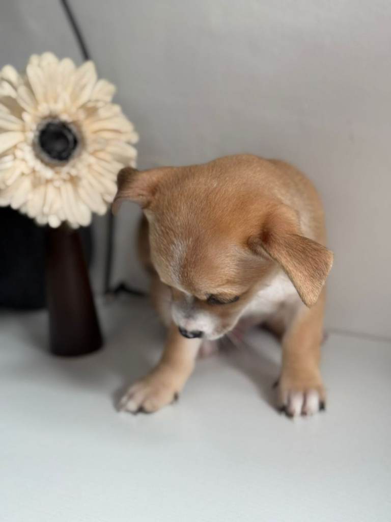 Chihuahua puppies ( 4 males 4 weeks old )