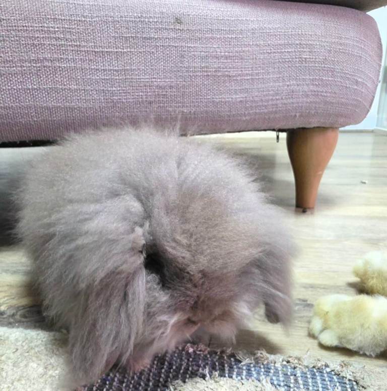 Mini lop x Lionhead bunnies