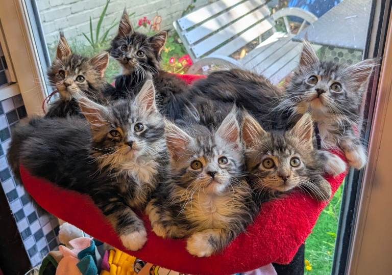 🏆 Champion Sired Maine Coon Kittens TICA Registered
