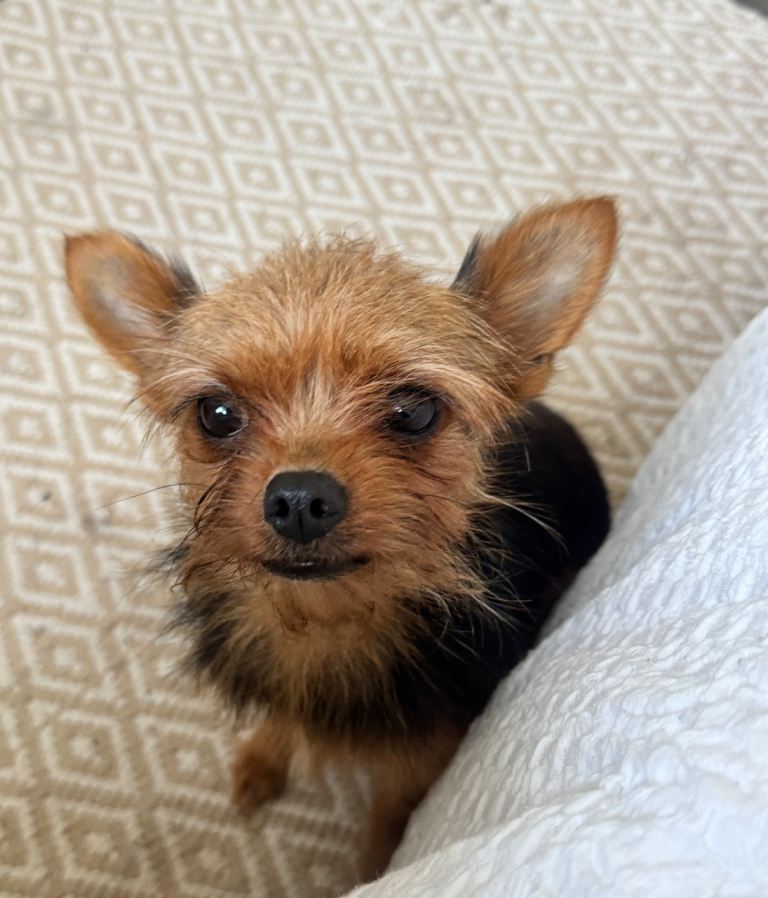 Yorkie x Bichon Frise