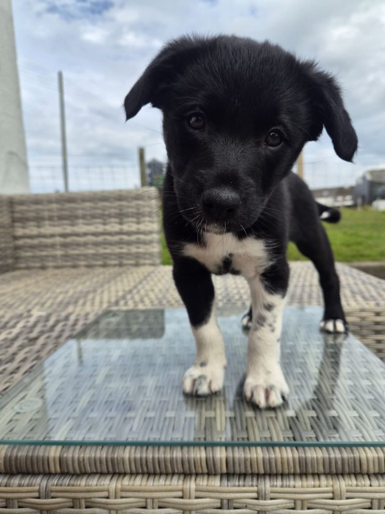 Collie pups