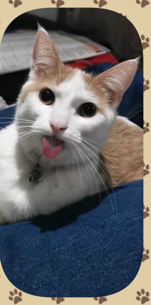 Loving 3-Year-Old Neutered Male Cat Looking for Forever Home