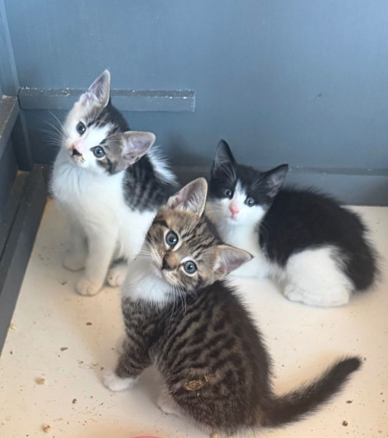 BSH x kittens 