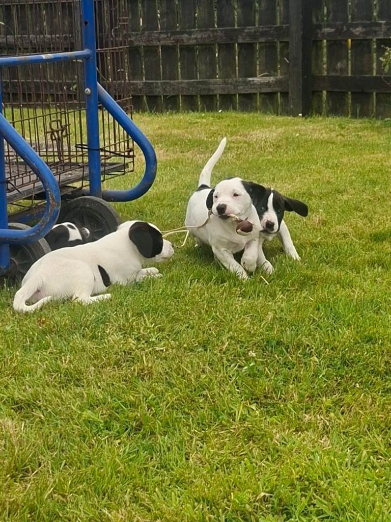 Labradour x staff puppies