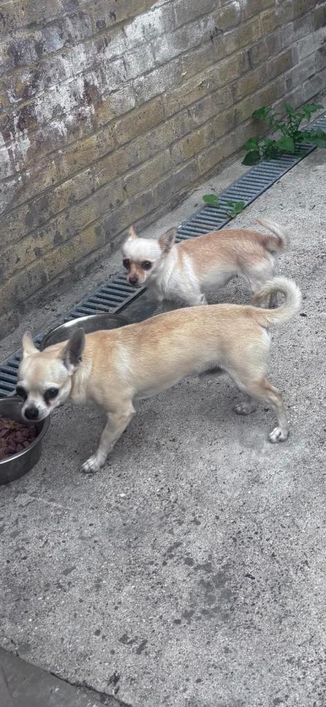 Adorable brother/sister Chihuahuas looking for a loving new home