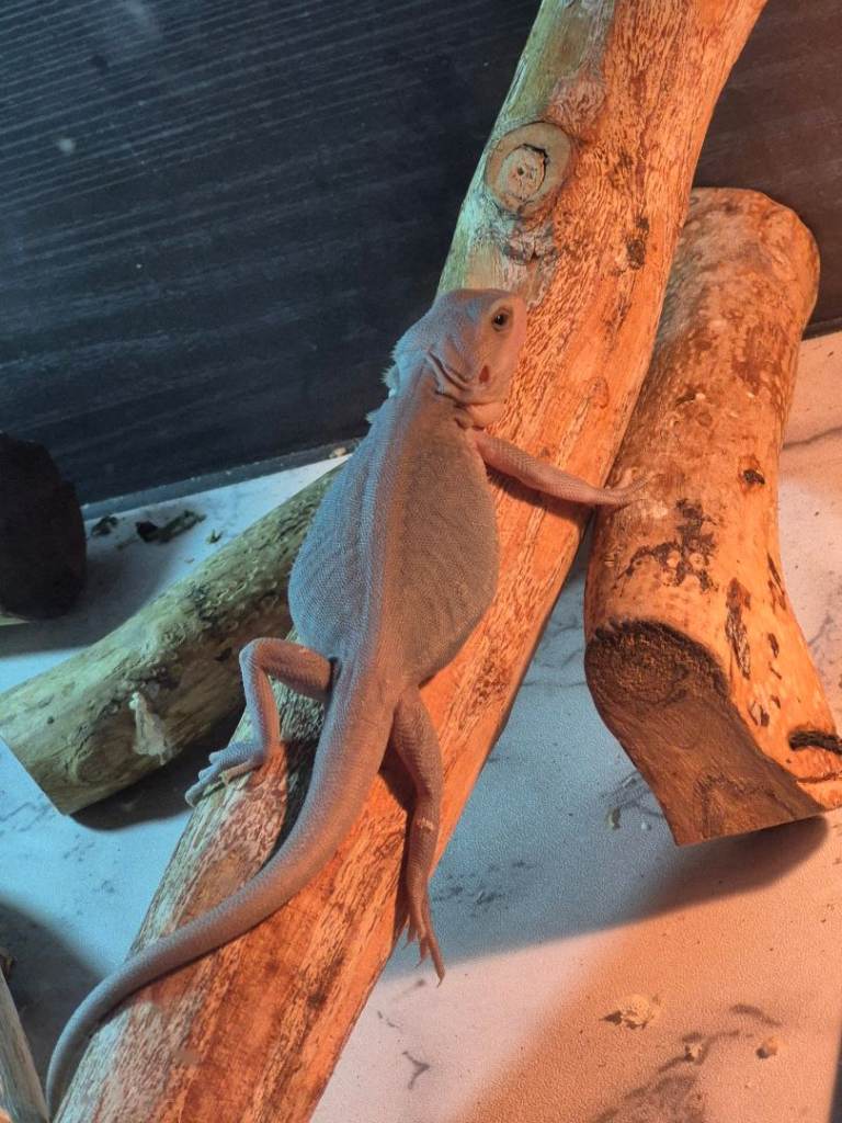 Bearded dragon 