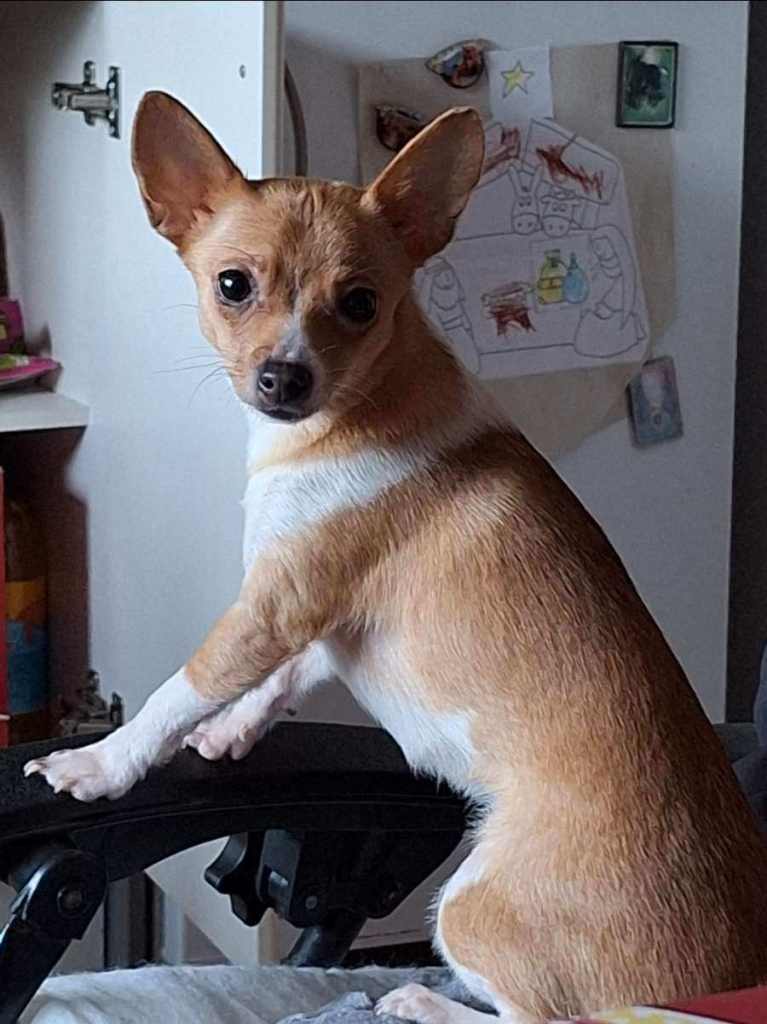 Chihuahua bitch for sale 