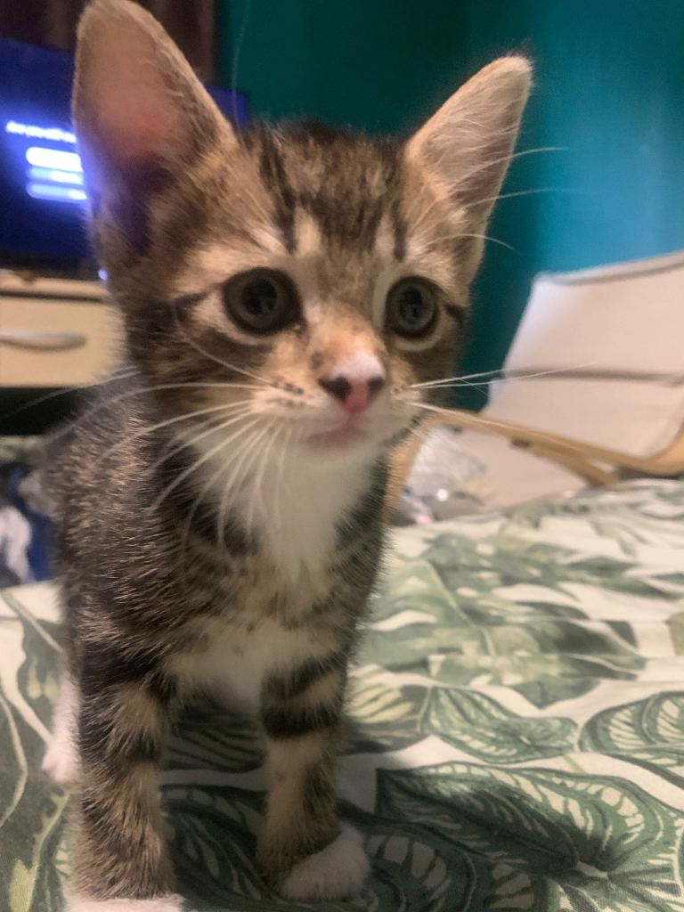 American Short Hair x Bengal Cross Kittens
