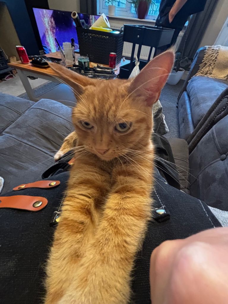 Ginger female cat “Marley”