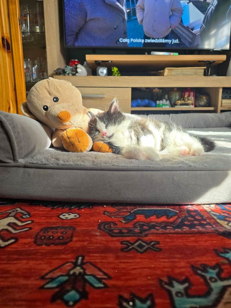 2 kittens for sale 