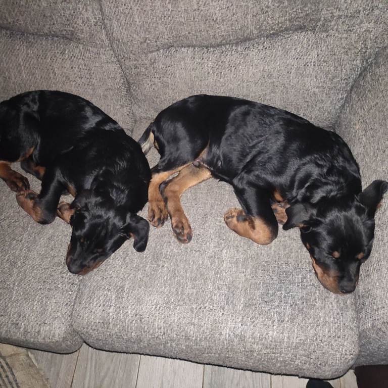 Rottweiler pups 4 months old | in Armagh, County Armagh | Gumtree