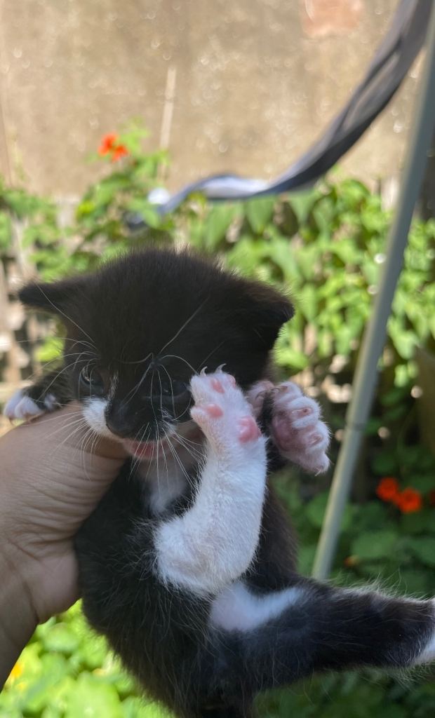 Mixed breed kitten