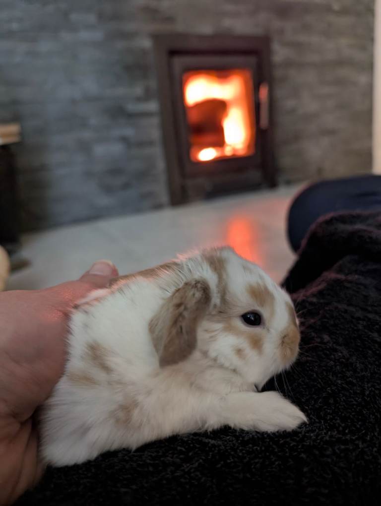 Gorgeous Dwarf Lop Ear bunnies for sale!