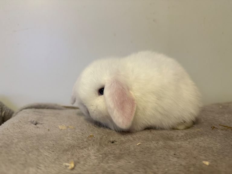 Pure breed mini lop rabbits for reserve 
