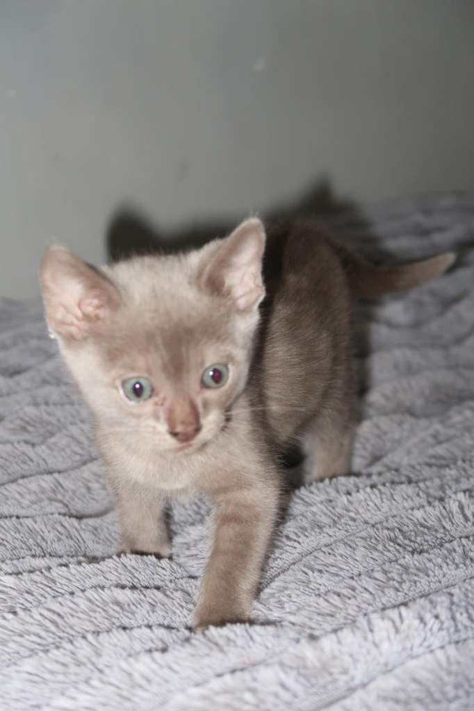 Champion GCCF Registered Rare Silver Blue Bengal Kitten