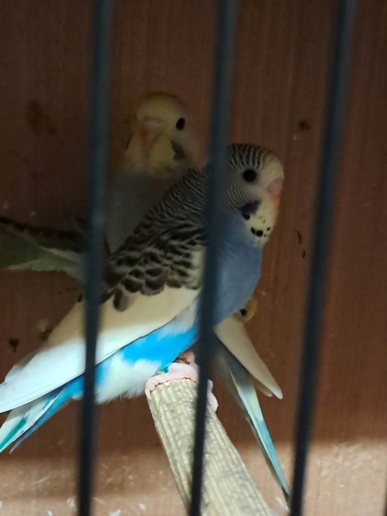 Budgies for sale 