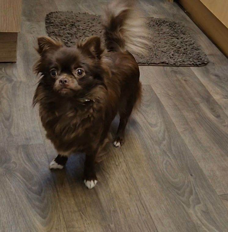 Chihuahua female