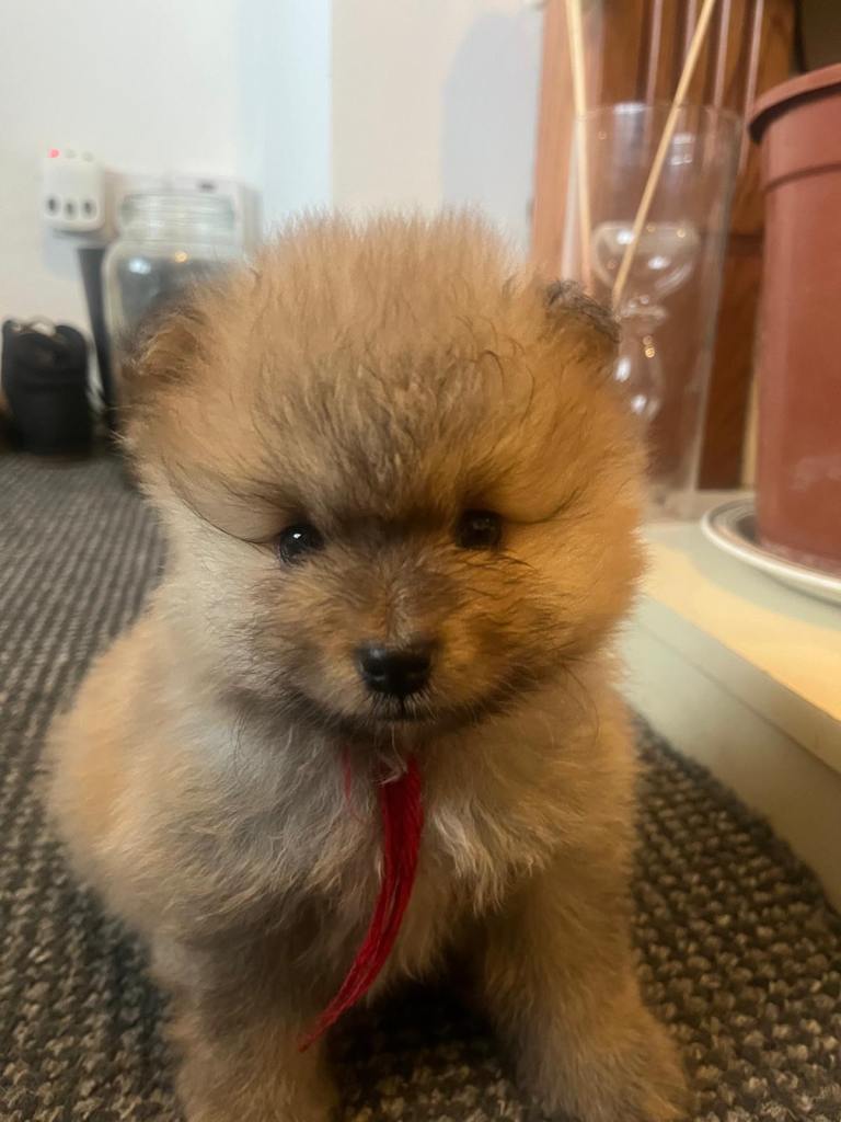 Pomeranian puppy
