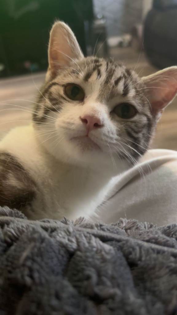 3 cats for sale