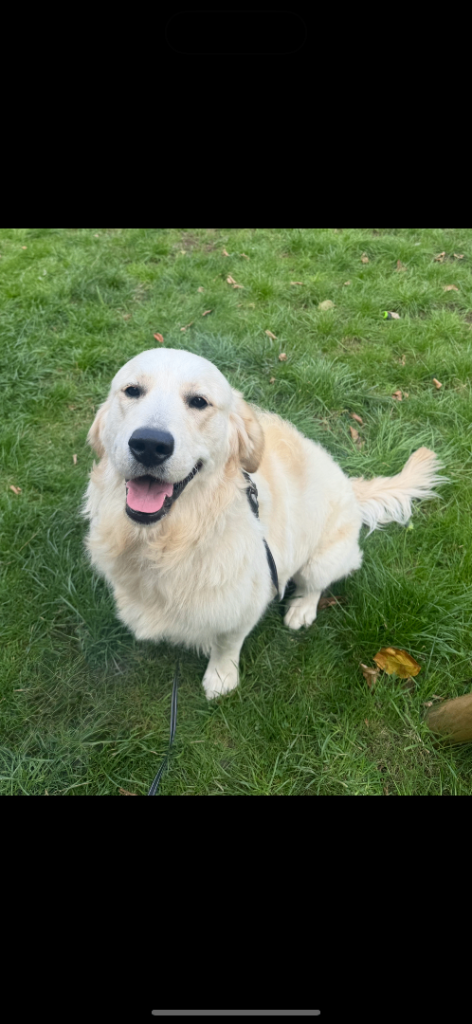 Kc registered golden retriever 