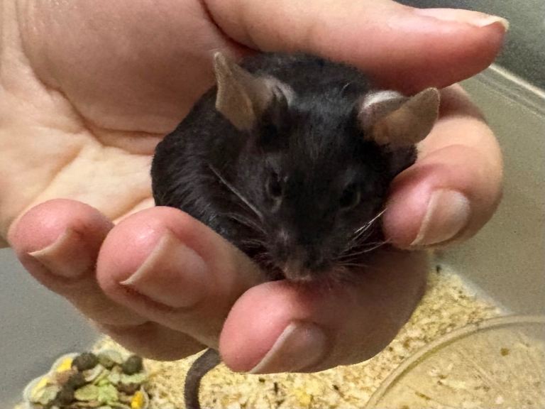 AVAILABLE:  friendly satin black male with cage