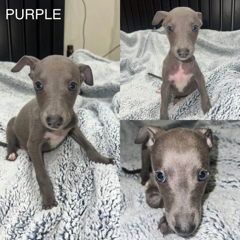 STUNNING BLUE KC WHIPPETS