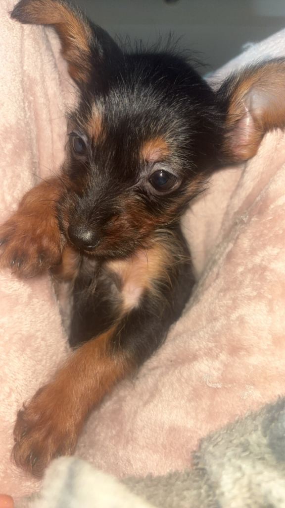 Dorkie puppy’s 
