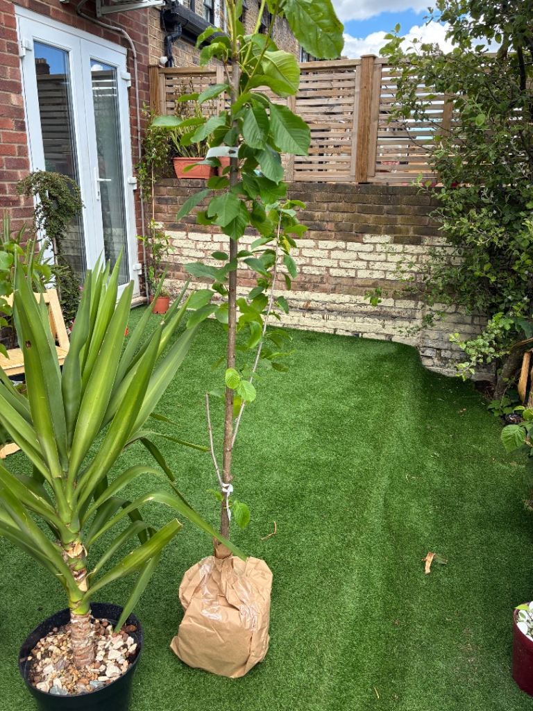 Mature Stella Cherry Tree – 2 Years Old & Fully Hardy Price: £75