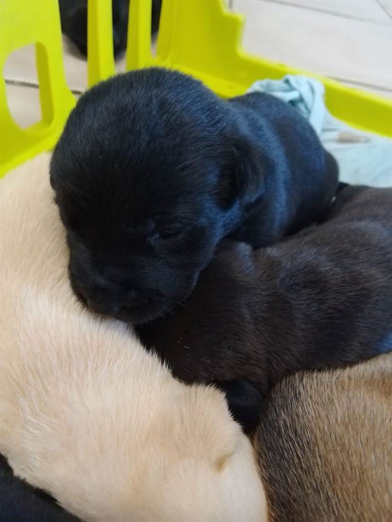 4 Puppies / Lab x Husky mix - Looking for a loving home